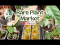 Download Lagu Rare Plant Market in Eindhoven + Plant Haul 🌿