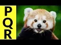 Animals Starting with P Q R - Learn Animal Words That Start With Letters P Q and R