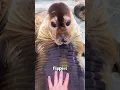 Download Lagu Sea lions and seals #seals #lions #popularscience #foryo #animal