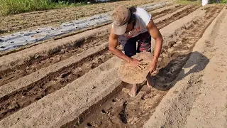 SECRET FERTILIZER COVERING TECHNIQUE FOR HUGE CORN!- Agriculture farming