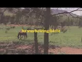 My Grass is Blue (Lyric Video) - Kimmi Bitter