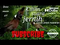 Download Lagu Tembakan RAPAT CILILIN Suara ASLI BERJEDA, Mudah Ditiru Masteran Nembak #cililin #masteranburung