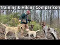 Labrador Retriever German Shorthaired Pointer Obedience Training and Hiking Comparison