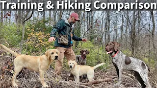 Labrador Retriever German Shorthaired Pointer Obedience Training and Hiking Comparison