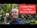 Damage by Gumtree Branch