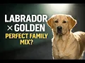 Labrador Retriever Golden Retriever Mix - The Perfect Family Dog