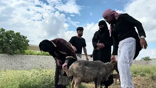 ام حسين رح تشتري ضحـ ـية مع ام خليل 