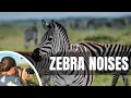 Download Lagu 🦓 What sound does a zebra make?