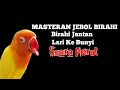 Masteran Jebol Birahi Jantan