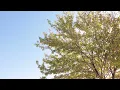 Slowtide - Stay Awhile (Official Visualizer)