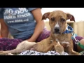BDRR Big Dog Ranch Rescue