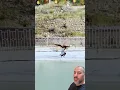 Download Lagu OLHA O QUE A ÁGUIA FEZ COM A CRIANÇA 🦅👼🏻SEGUE E #aguias  #animais #videos #shotsvideo #dicas