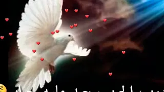 درب الحبيب بعيد مابية حيلة 