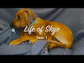 The first year of our Rhodesian Ridgeback puppy dog Skye
