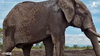 Have You Ever Seen an Elephant This Close? | Porini Rhino Camp Live Cam