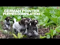 German Pointer Puppies Compilation