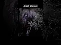 Download Lagu Morani | Hail the Lion king #lions #wildlife #lion #animal #masaimara #shorts #legend #wildanimals