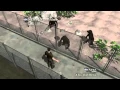 American Attacked by Chimp in Stable Condition