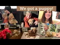 Buying a puppy from Lancaster Puppies Going into Amish country puppy scams and puppy mills talk