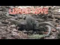 Whiptail Lizards Mating NARRATED