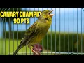 Download Lagu Powerful Canary 's song for training ONE HOUR - The Spanish Timbrado Everyone Loved