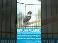 Download Lagu pelatuk beras paling gacor