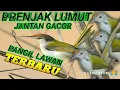 Download Lagu suara Prenjak lumut gacor panggil lawan suara pikat prenjak bawah terbaru