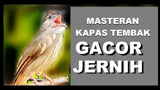 Download Suara Burung Kapas Tembak Gacor durasi 10 menit MP3