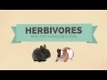 Herbivores What they SHOULD be eating