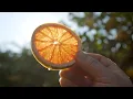 Here Everything s Better Texas Roots Citrus 30