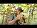 Download Lagu TRIK Mikat burung srigunting yang sangat mudah