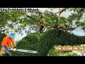 Download Lagu Cưa cây Còng nghiêng rong rêu chưa từng thấy / Sawing a tree tilted with moss like never before |P90