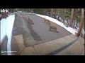 Four mountain lions seen at Shaver Lake is unusual