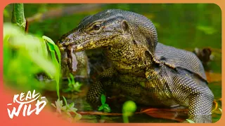 Inside Singapore's Secret Wildlife Sanctuary
