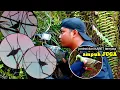 Download Lagu BERBURU PUNAI DENGAN JONTROT AMPUH TERNYATA❗❗❗#hanturimba