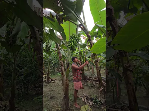 #Bananafarming #bananas #farming #agriculture #shorts