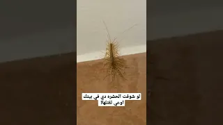 لو شوفت الحشره دي في بيتك اوعي تقتلها 