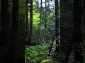 Download Lagu Forest Stream Walk | Relaxing Nature Sounds | Poland 4K