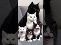 ❤️🐾 Cute Black and White Cat Family Meowing Together  #cats #kitten #catfamily #blackcat
