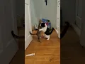 Cute Cat and Kitten Play-fighting