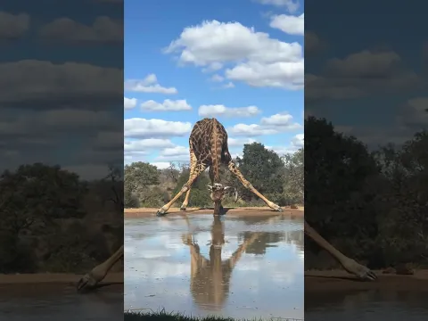 This is how giraffes drink water
