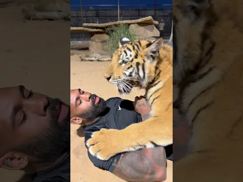 Best friends with Tiger Comment your thoughts 💭  #fyp #shorts #tiger #tiktok #cat #youtubeshorts