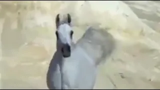 ياجرح في ظهر الفرص دندنها