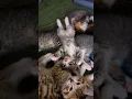Download Lagu kitten pile! #fosterkittens #tabbycats