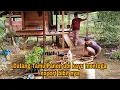 Download Lagu DATANG TAMU PANEN UBI KAYU MENTEGA EXPORT BIBITNYA