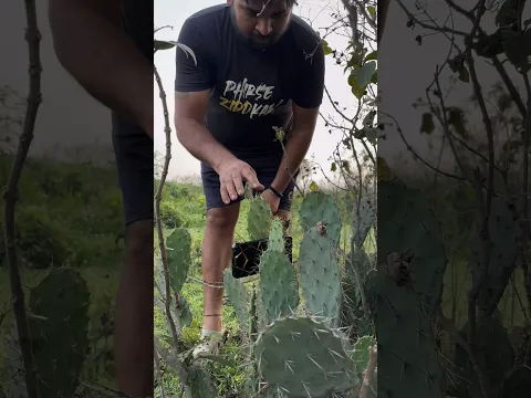 jungle survival gloves tricks 🧤 🤯