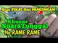 suara perkutut tunggal pikat