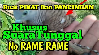 suara perkutut tunggal pikat