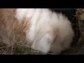 Ball of fluff Rabbit
