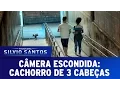 Download Lagu Câmera Escondida (03/07/16) - Cachorro de Três Cabeças (Cerberus Prank)